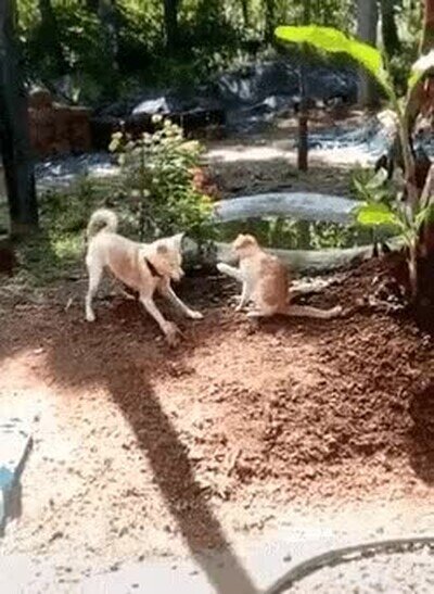 ataque,perro,gato,giro