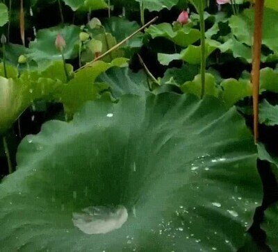 Enlace a Ver la lluvia caer es la mar de relajante