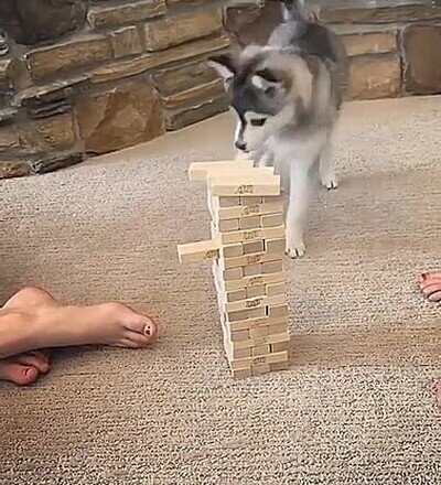 Enlace a Un perro que ha aprendido a jugar a Jenga
