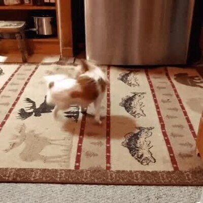 Enlace a Un mini tornado creado por un perro