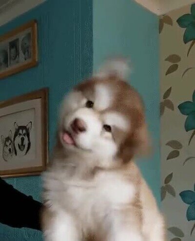perro,adorable,cabeza