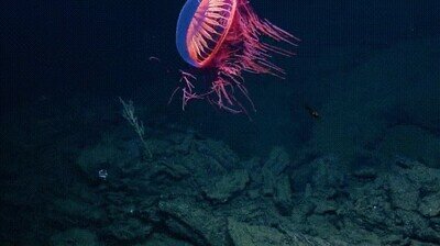 peli,animación,medusa,colores