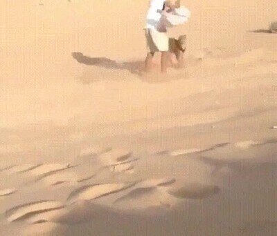 inofensivo,niño,gato grande