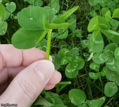 persona,afortunada,trebol