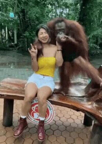 Enlace a Un orangután que está bastante salido