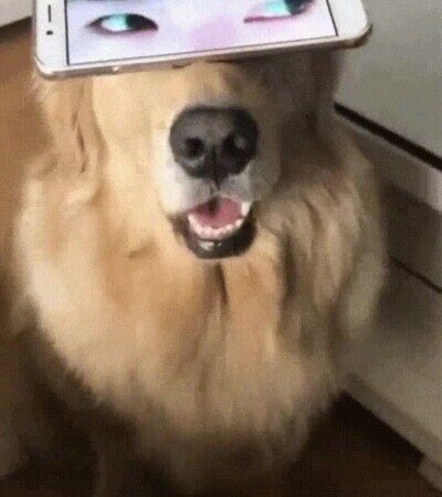 Enlace a Da mal rollo cuando le pones un par de ojos humanos a tu perro