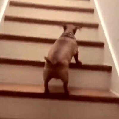 intentar,cumplir,metas,perro