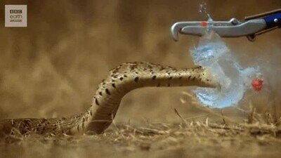 Enlace a Una serpiente atacando un globo a cámara lenta