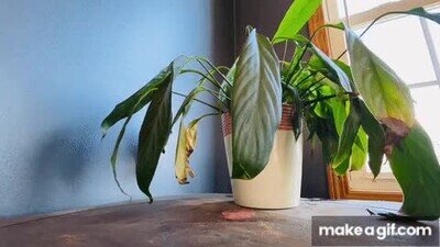 regar,plantas,agua,casa