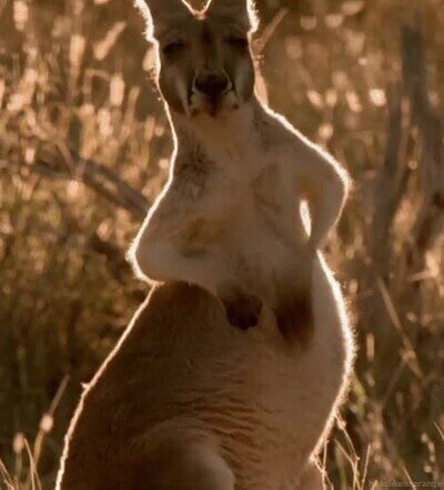 Enlace a Esta es la pinta que tienes después de desayunar a lo grande