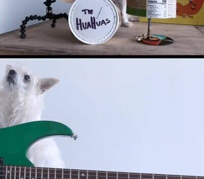 Enlace a Una banda Chihuahuas. Una pena no escuchar la música