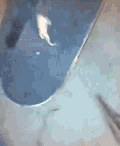 Enlace a Una rana haciendo un truco de skate