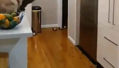 Enlace a Mola un montón ver el salto de un gato a cámara lenta