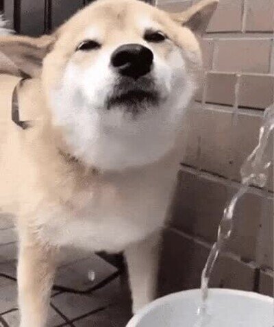 Enlace a Para un perro beber agua puede ser lo mejor del mundo