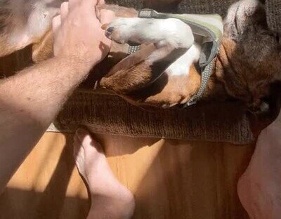 relax,mejor momento,perro