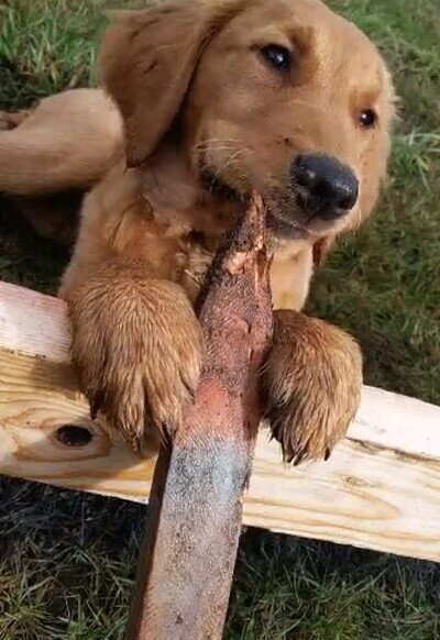 Enlace a Lo que más adora un perro es masticar un trozo de madera