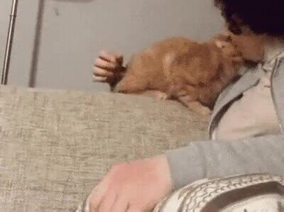 abrazo,gato,por favor