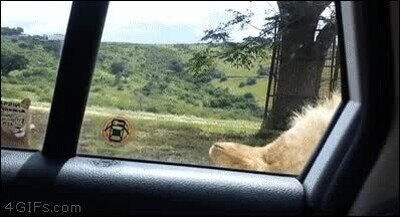 leon,abrir,puerta,coche
