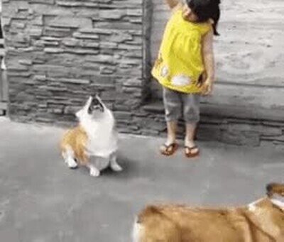 Enlace a El perro ha demostrado ser más lista que la humana