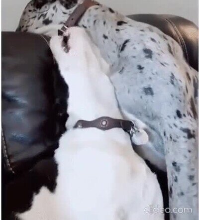 Enlace a No te metas con tu hermano mayor