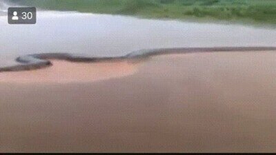 Enlace a Una anaconda gigante de 10 metros encontrada en Brasil