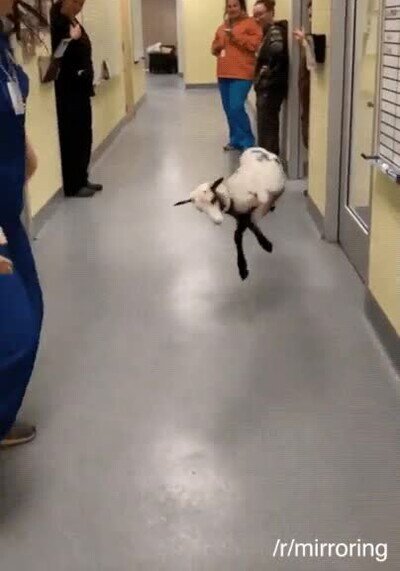 Enlace a Por fin he encontrado mi animal espiritual