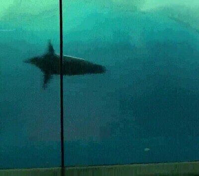 Enlace a Ojalá tener la energía que tiene este pequeño pingüino