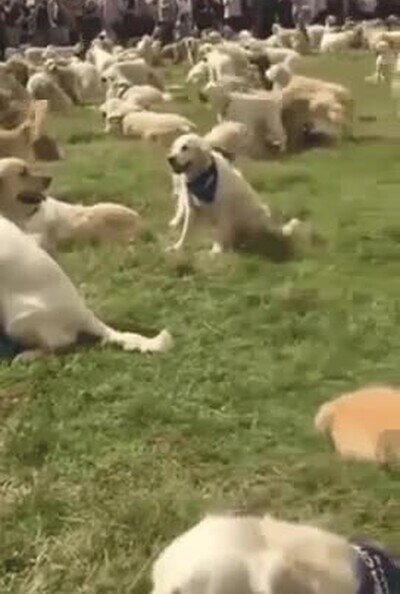 paraiso,perros,golden