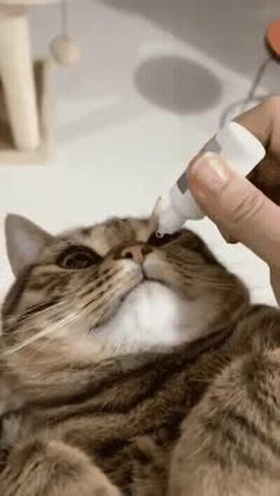 Enlace a El gato más adorable del mundo mientras le ponen gotas en los ojos