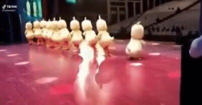 familia,despiste,pollos