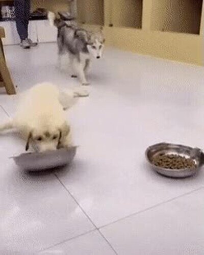 Enlace a En este mundo hay dos tipos de perros