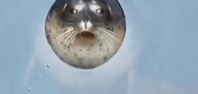 Enlace a Una foca que tiene cara de lunes 