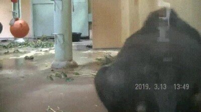 Enlace a Un gorila protegiendo a su familia durante un terremoto 