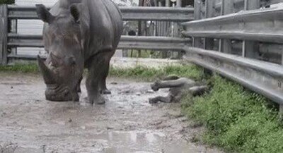 cama,rino,postura,comoda