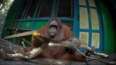 Enlace a Un orangután intentando romper una rama con una sierra