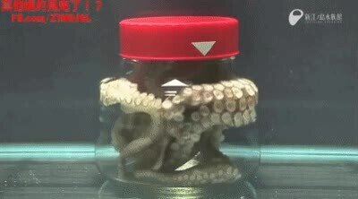 Enlace a El kraken ha aprendido a salir de su prisión