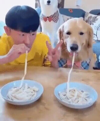 concurso,comer,rapido,perro