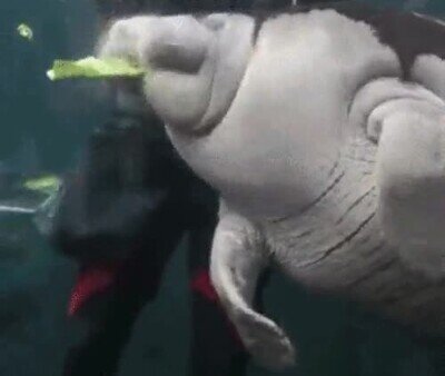 devorador,comida,agua