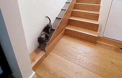 perro,rampa,escaleras