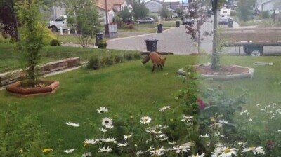 Enlace a Un zorro jugando en el jardín de una casa cualquiera
