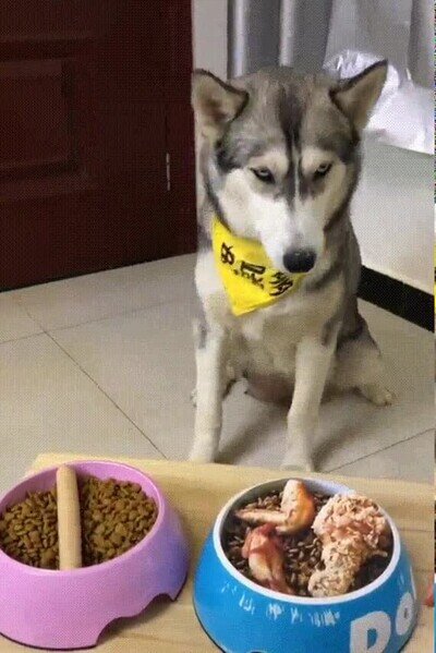 enga&ntilde;ar,perro,comida