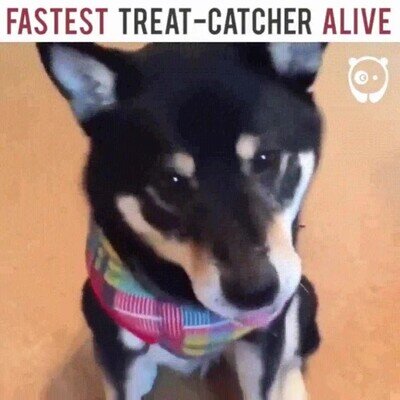 Enlace a Este perro atrapa su comida a una velocidad increíble