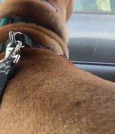 retirada,tiempo,gato,perro