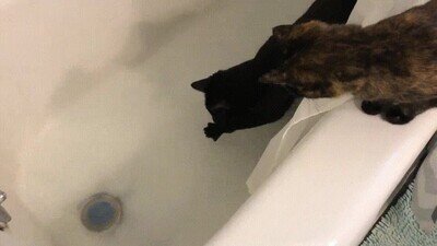 Enlace a Gatos explorando la bañera con toda la cautela del mundo