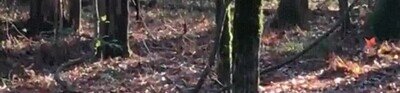 calentar,demasiado,bosque,microondas