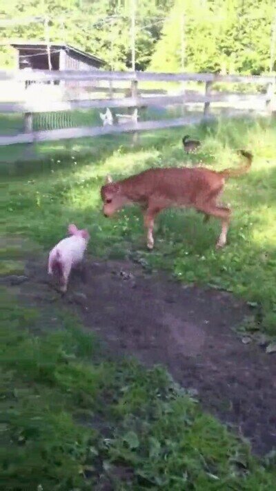 adorable,cerdito,mimos