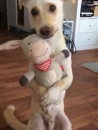 adorable,perro,peluche