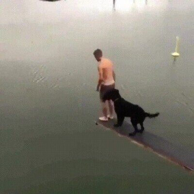 perro,fin del mundo,agua