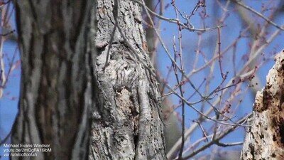 Enlace a Un búho perfectamente camuflado en el árbol