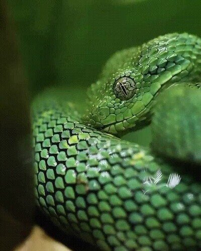 Enlace a Una serpiente bebiendo agua almacenada en su piel